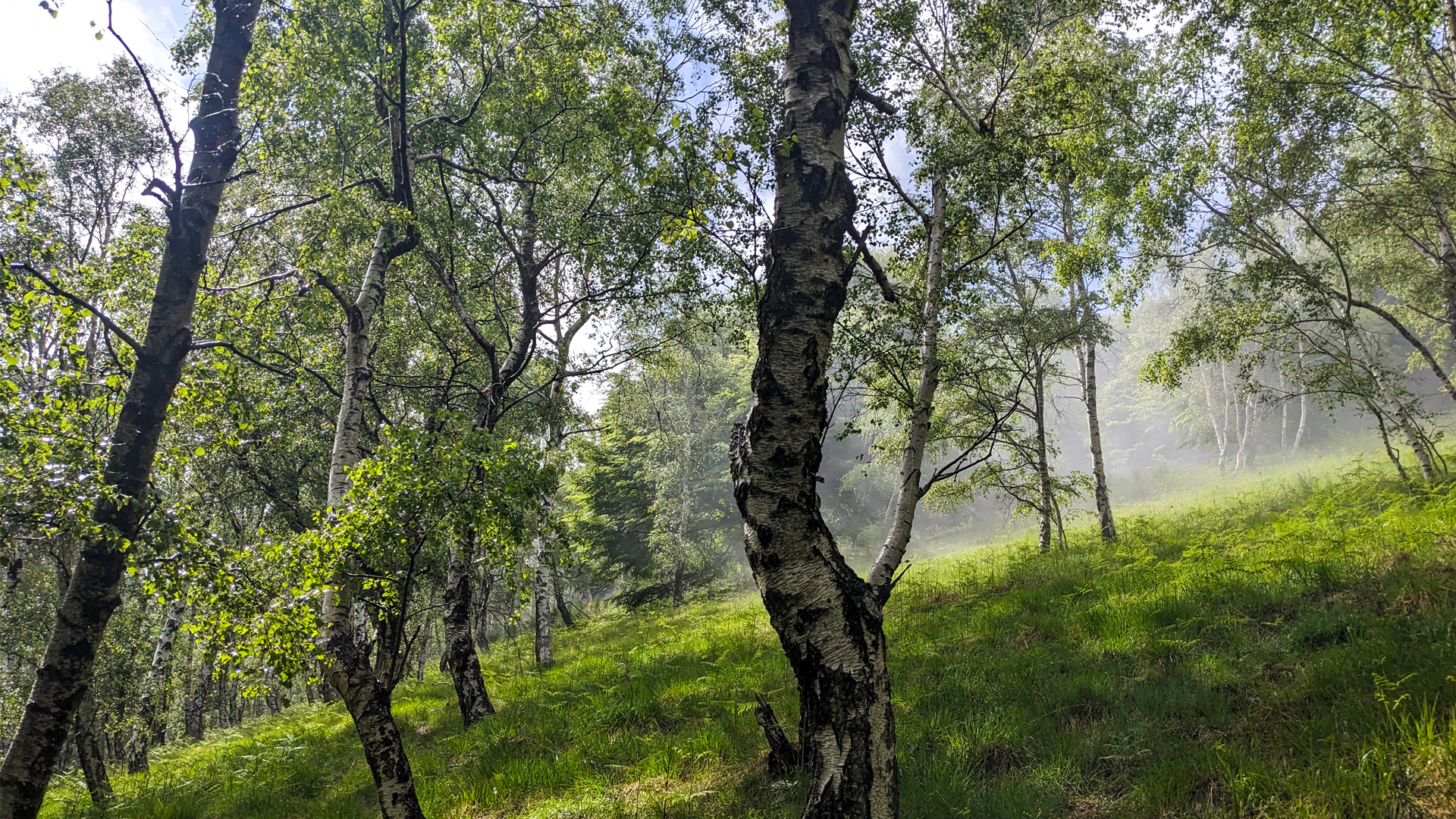 bosco betulla, itinerarium